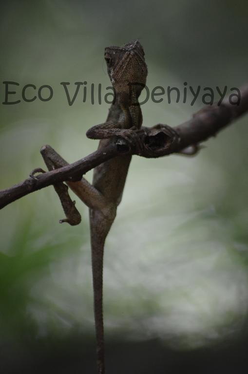 Eco Villa - Sinharaja Deniyaya Extérieur photo
